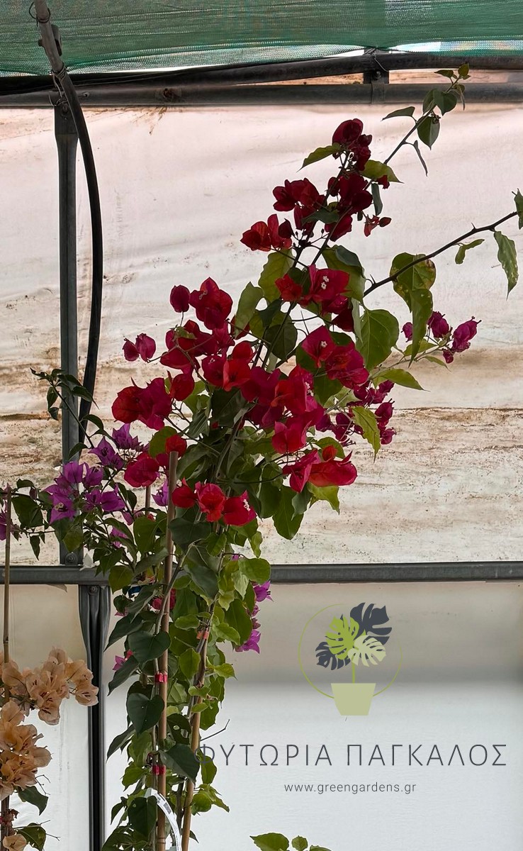 Μπουκαμβίλια Αναρριχώμενη (Bougainvillea sp)– Ανθοφόρο Φυτό για Πέργκολες - 3